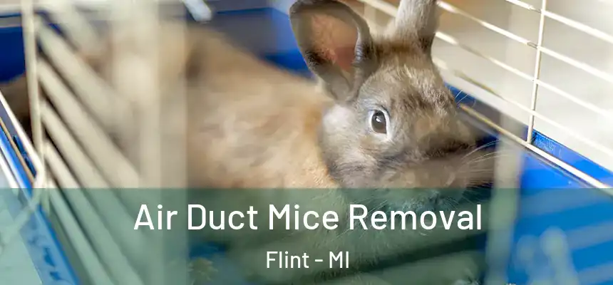  Air Duct Mice Removal Flint - MI
